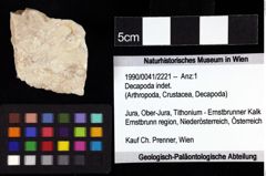 Foto (Objket + Etiketten) von Decapoda indet. 